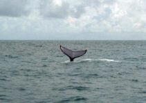 Baleias Jubarte – Avistamento no mar de Abrolhos – BA