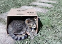 Fredy, o gato viajante e suas travessuras – parte 1