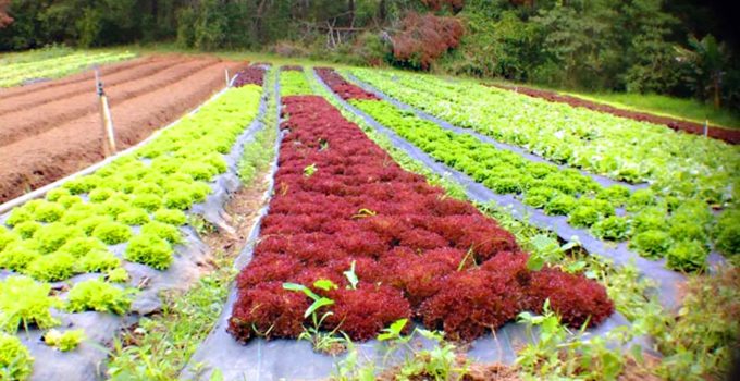 Sítio do Moinho, alimentos orgânicos em Itaipava