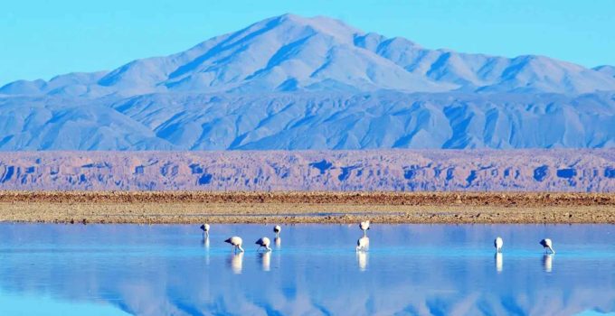 Laguna Chaxa no Atacama Chile