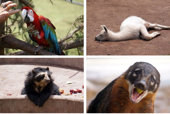 Animais resgatado no Santuario de Animais em Cusco