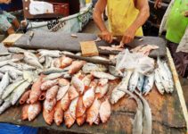 Onde comprar peixe fresco em Cabo Frio