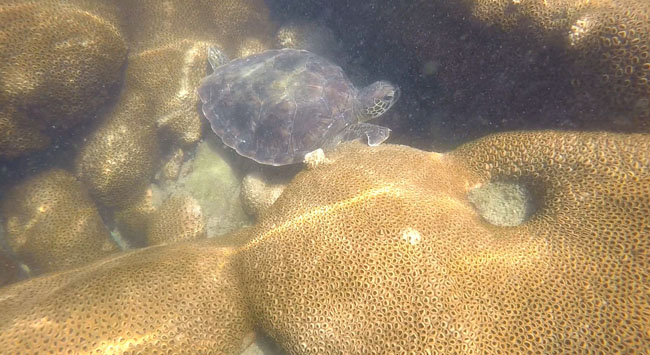 Tartaruga na Ilha do Cedro em Paraty