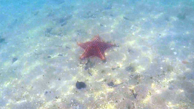 Estrela do mar na ilha da Cotia em Paraty