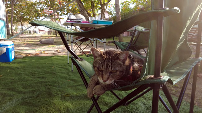 Fredy, o gato viajante, na sua cadeira de campista no camping Vista Pro mar em Prado