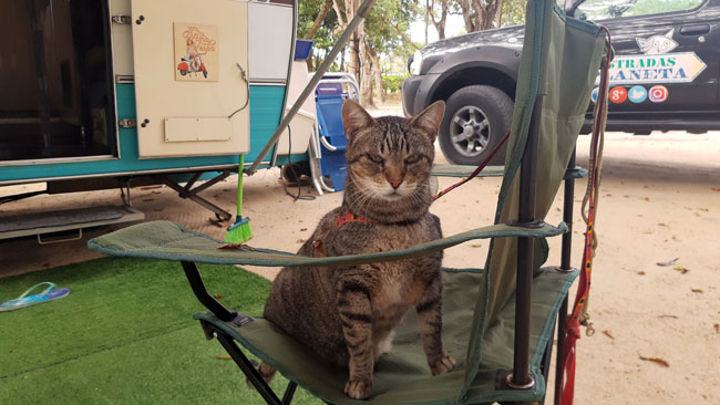 Fredy o gato viajante no Camping Mutari em Cabralia