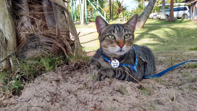 Fredy, o gato viajante na praia de Maraú-BA