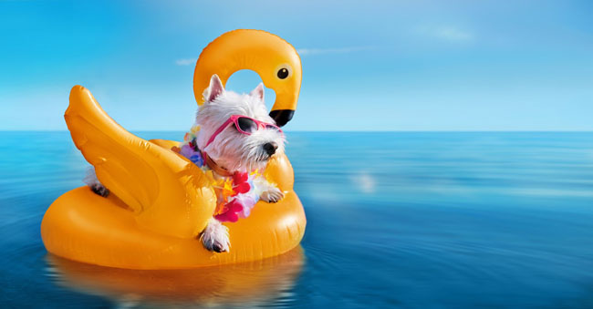 White terrier wearing tropical flower garland laying on the yellow rubber flamingo créditos: iStock