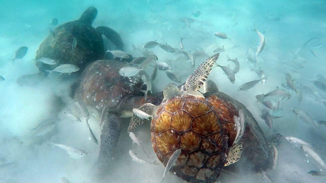 Nessa foto temos as 4 tartarugas envolvidas na disputa pelo pedaço de peixe