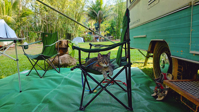 Fredy, o gato viajante relaxando em sua cadeira de campista.